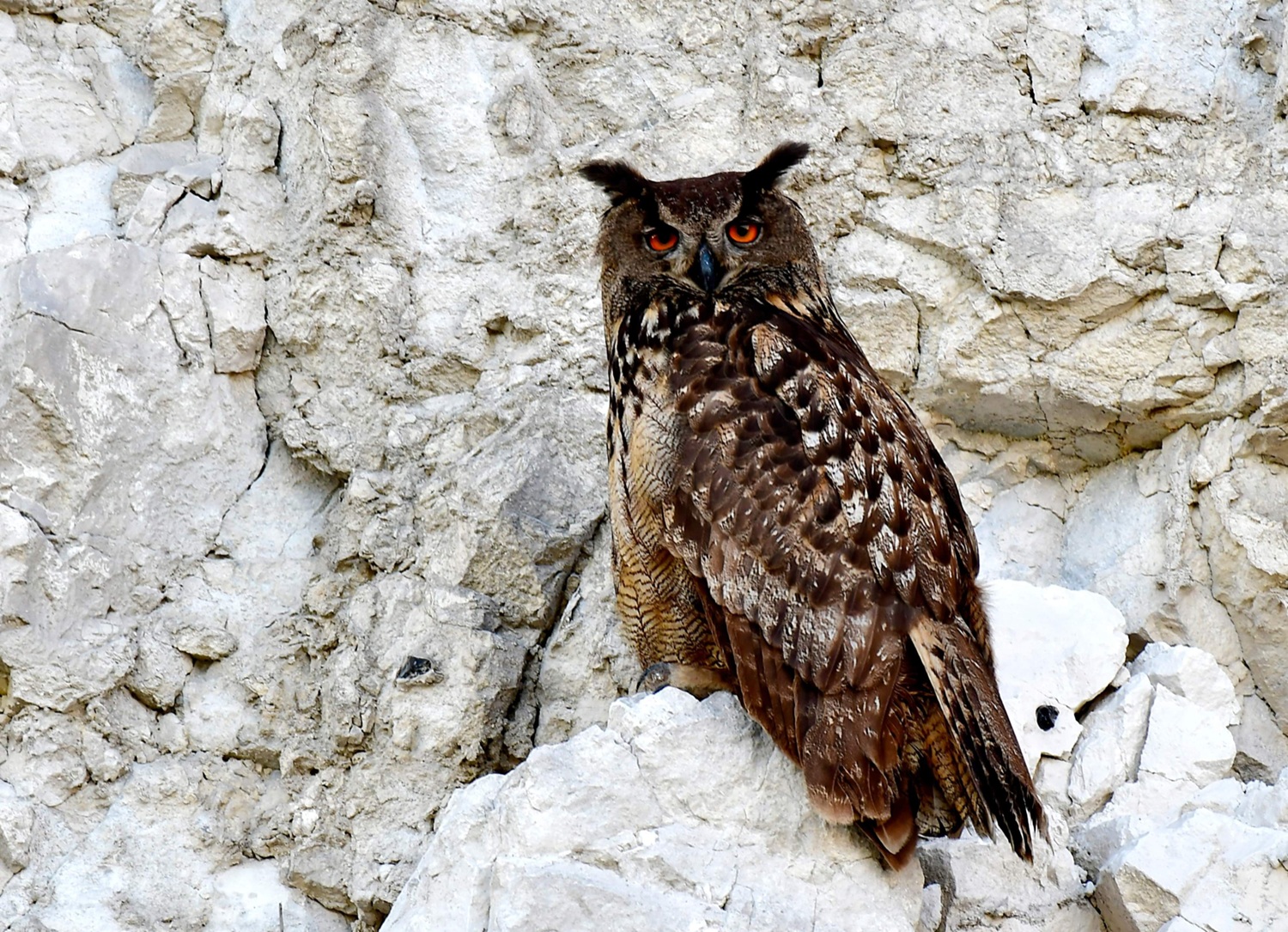 The breeding of Eurasian eagle-owls in the Rordal quarry was documented